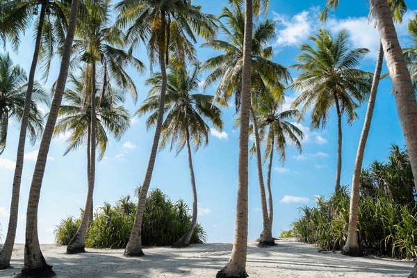 Tu Aventura de Crucero Inesperada